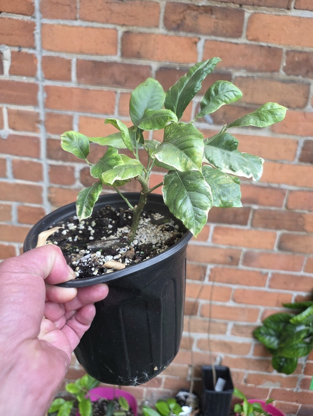 Variegated Lemon, Rooted Plant Cutting From Nursery Plant